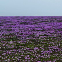 Purple flowers of Lachay